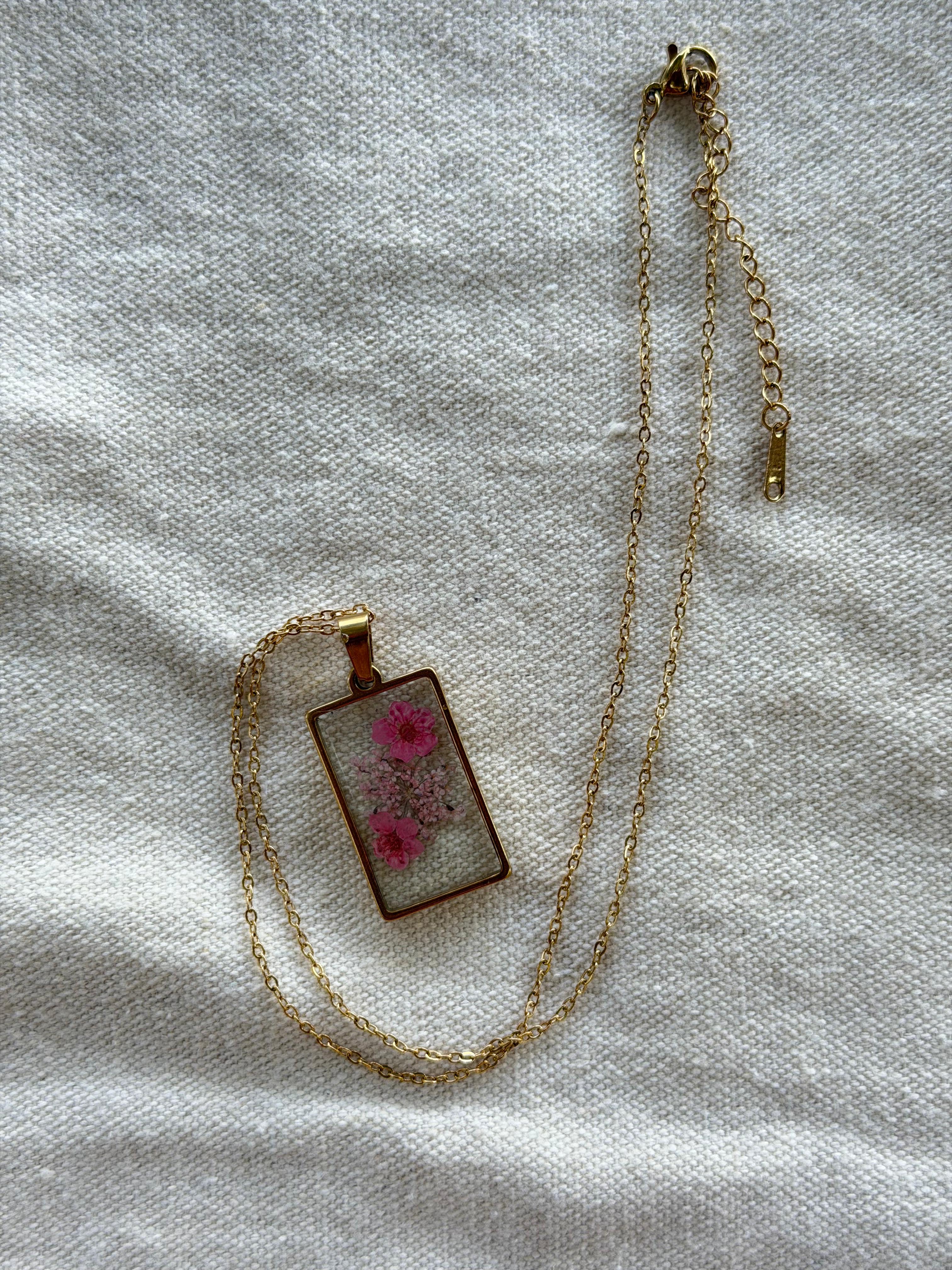 OXALIA ROSA