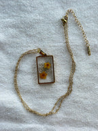 OXALIS GIALLA