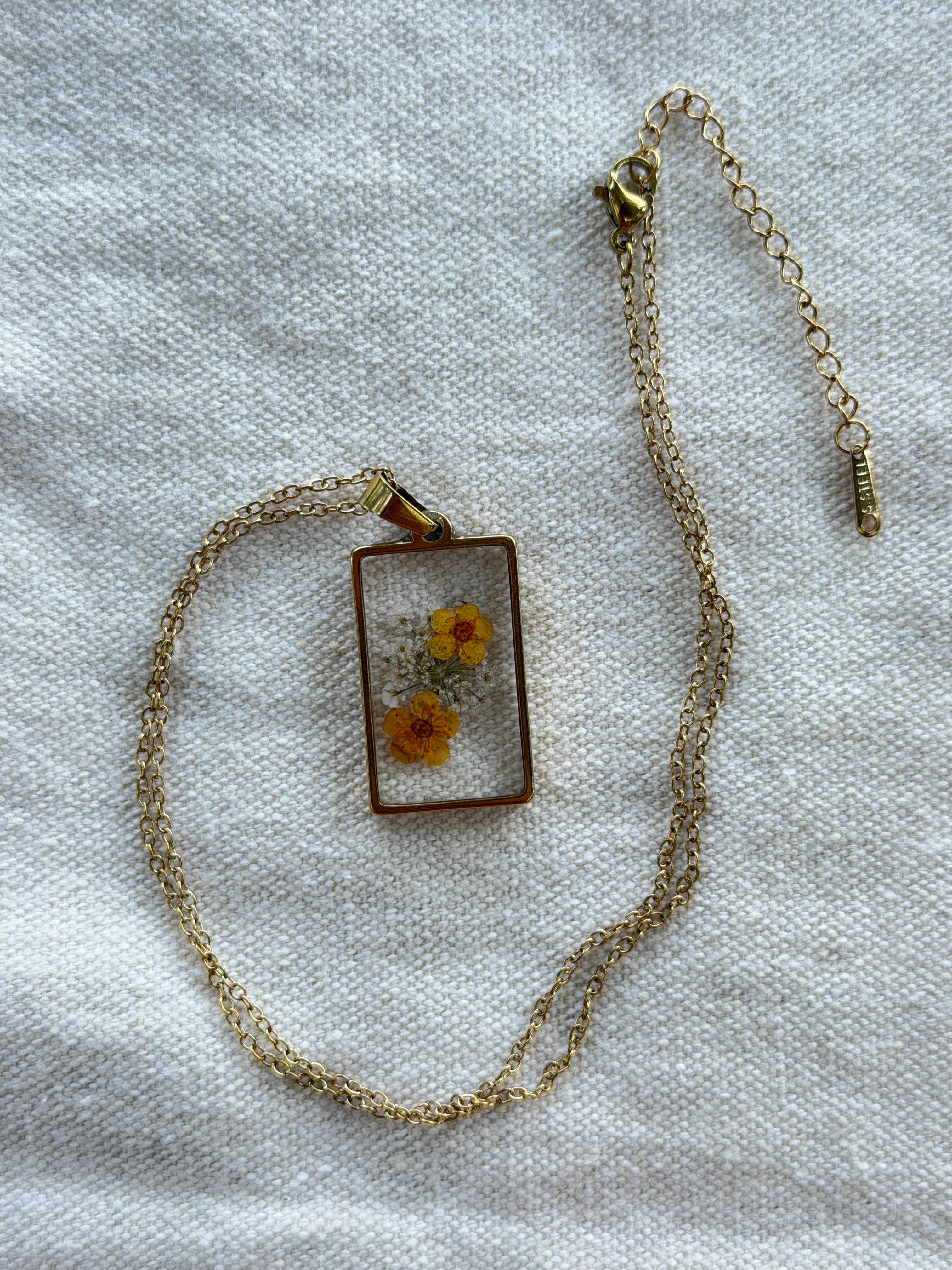 OXALIS GIALLA