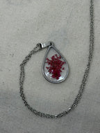 LIMONIUM ROSSO