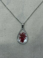 LIMONIUM ROSSO